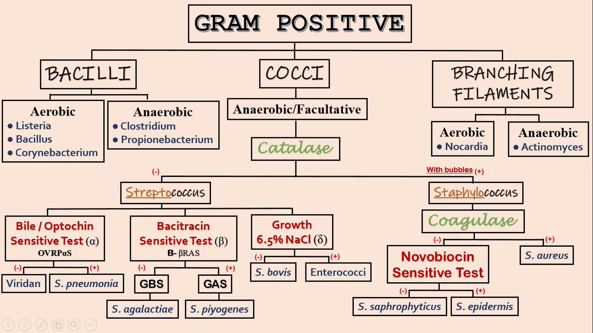 auranofinnn's tweet image. Microbiology Random notes
