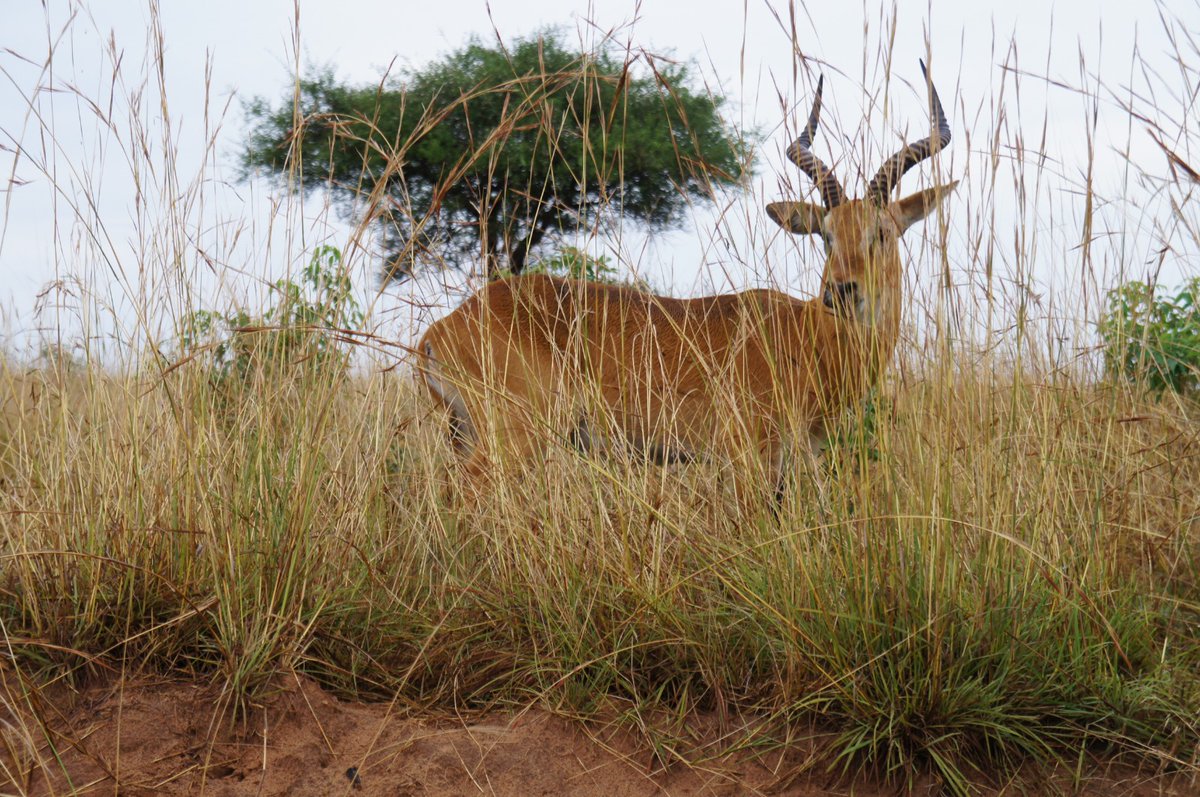 ToursRoots's tweet photo. It's not always the gorillas and the chimpanzees of the dense forests that are only here. Uganda is home to other great land mammals and primates. If you immerse yourself more in their world, it is a chance to know what makes them Unique. 

#wildlife #wildlifephotography #tours https://t.co/4A7djlVi6f