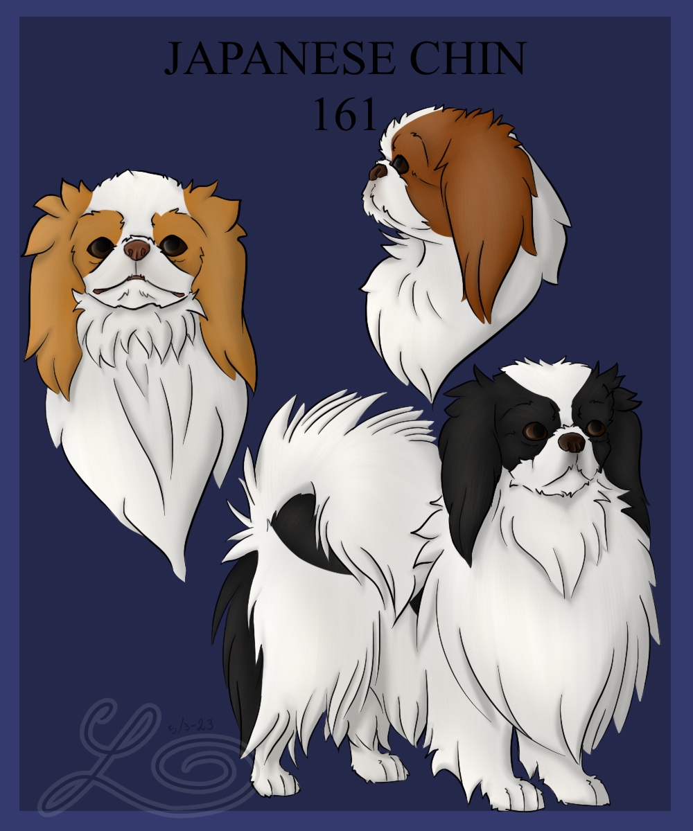 Number 161, the Japanese Chin.
This breed is one of flat nosed dog is one of many breed to have its origin in Asia. 
The breed is first mention in the 700 hundred where it was oens by royalty. 
#dogbreed #japanesechin