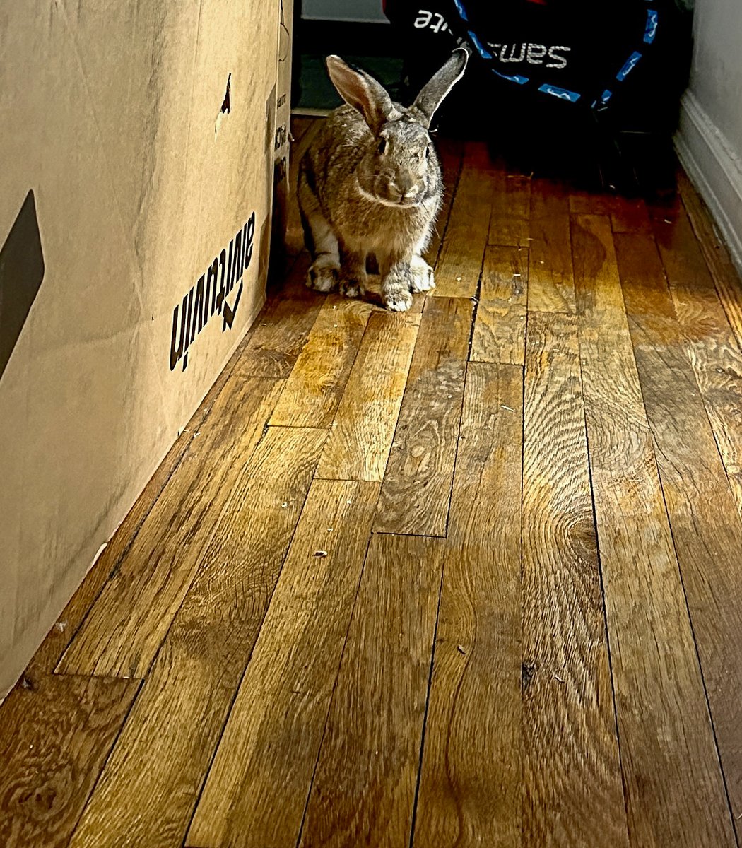Left: photo of an E. Cottontail w/Flompers taken by a park-goer 6:45pm Mon 3/20 in Prospect Park's Vale of Cashmere. Right: Flompers hopping laps in my hallway 6:20pm Tues 3/21. Wild buns can transmit the RHDV2 virus to domestic rescues, requiring a 5-day (fun-filled) quarantine.