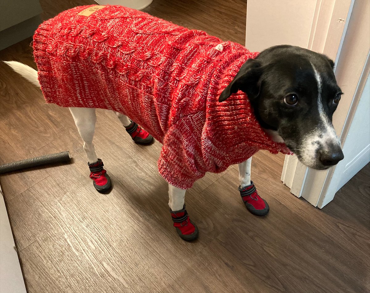 washupathedu's tweet photo. It's Wednesday, so time for another #PathPets post! This week, we're featuring @pvhernandezmd's adorable fur babies, Molly and Roxy. We love their summer and winter looks!😍😍 #washupathedu https://t.co/BXnbpcPmIJ