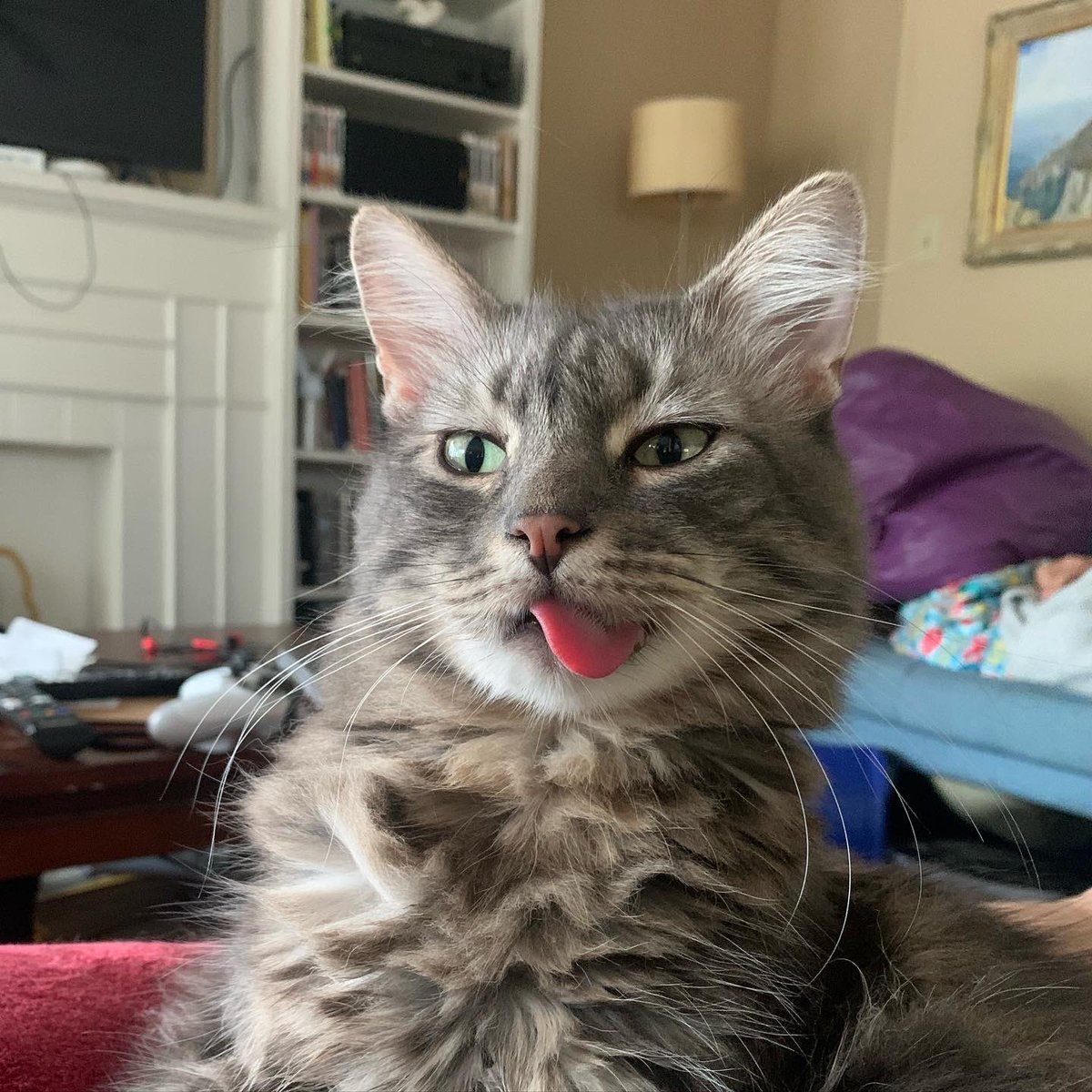 carmental's tweet photo. why are these pictures of my cat not the most famous photos in the world? https://t.co/bUmj72GOTl