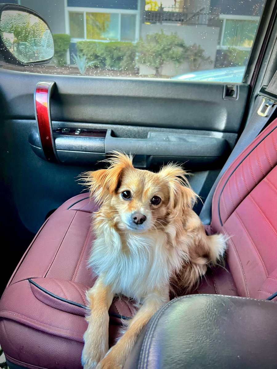 Snarf_82's tweet photo. #LittleBella 🥰 vaya que sabe aprovechar cuando no trabajo ☺️ https://t.co/dJKoOWpcdZ