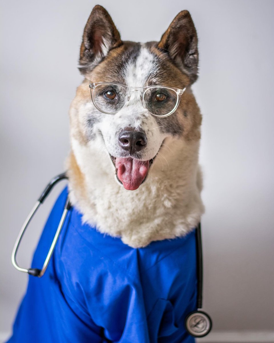 LittmannScope's tweet photo. Stethoscopes are a dog's best friend 💙 We want to see a picture of you - or your dog 😉- with your Littmann Stethoscope! Share a photo with #3MLittmann or @3MLittmann for a chance to be featured ✨ https://t.co/HoIUVdXBLs 

PC: milutheakita https://t.co/KhI0gu1u3b