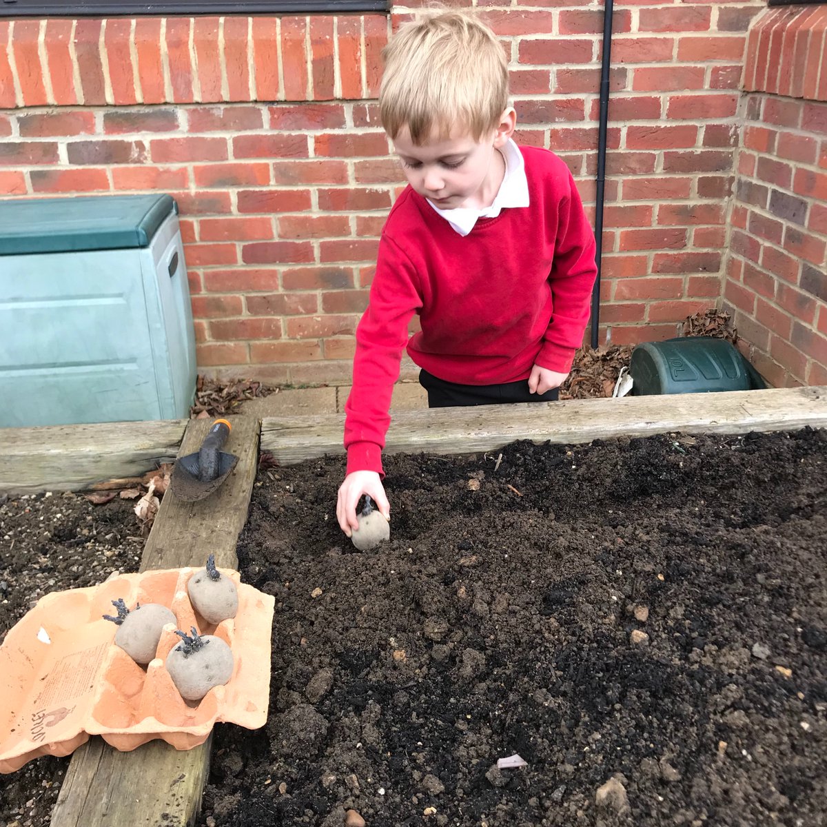 Y1Y2ManorPrep's tweet photo. The Year 2 children from @manorprep and Wootton School enjoyed helping Mrs Duff to plant potatoes yesterday
#ManorPrep #Potatoes #FoodTech #Abingdon #Year2 https://t.co/nsPpzwxW1e
