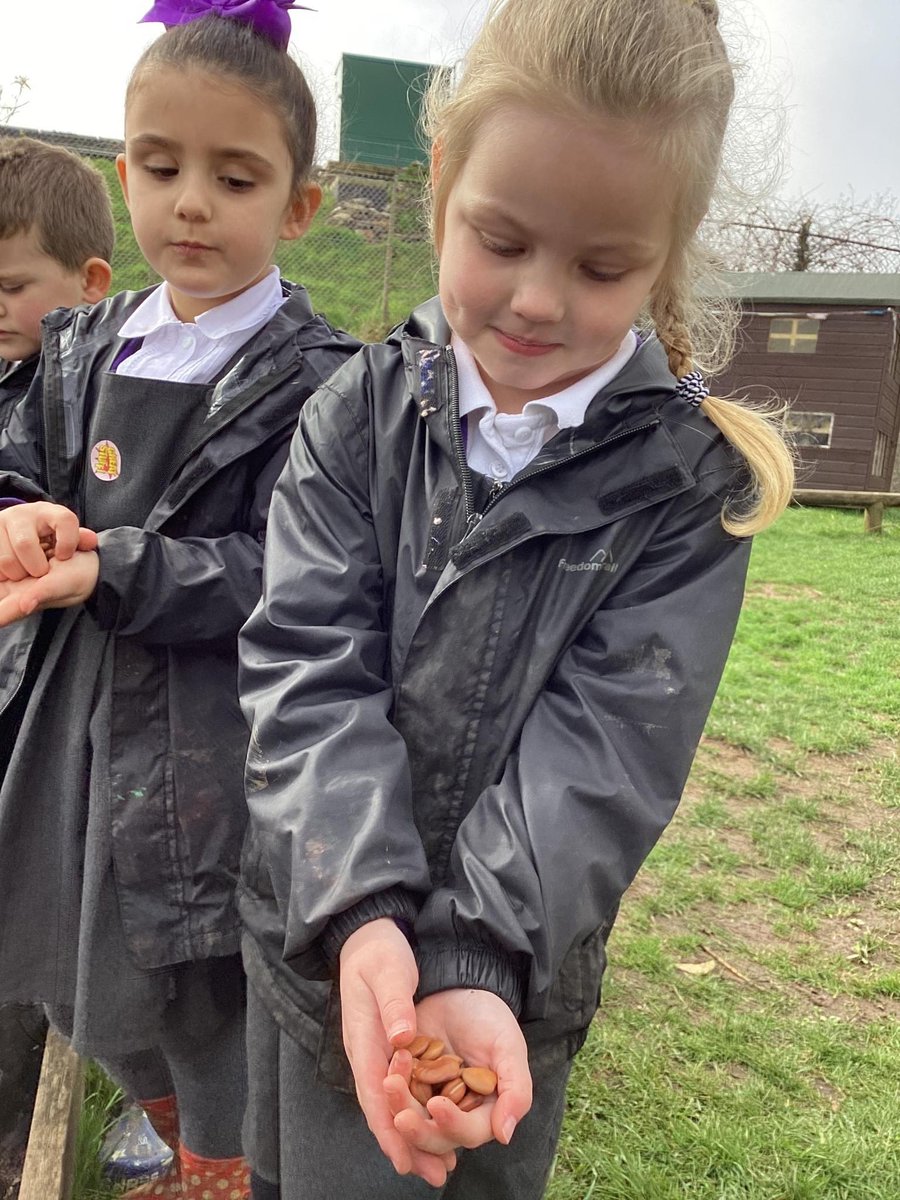 plaistowhill's tweet photo. Hedgehog Class have done their annual vegetable planting today. They have planted beans, peas, potatoes, carrots and lettuce.
They can’t wait to taste the vegetables later on in the summer 🥬🥕🥔🫘
#PlaistowHill #Plymouth #school #HorizonMAT #EYFS https://t.co/xHUfK7nSTj