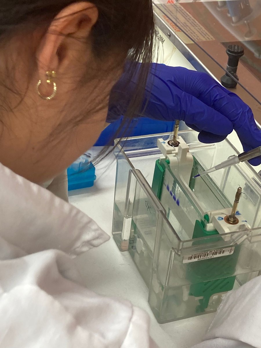 Neus_Lorite's tweet photo. També vam poder mirar proteïnes mitjançant una electroforesi en gel d'acrialmida. https://t.co/5H5M4rfAB4