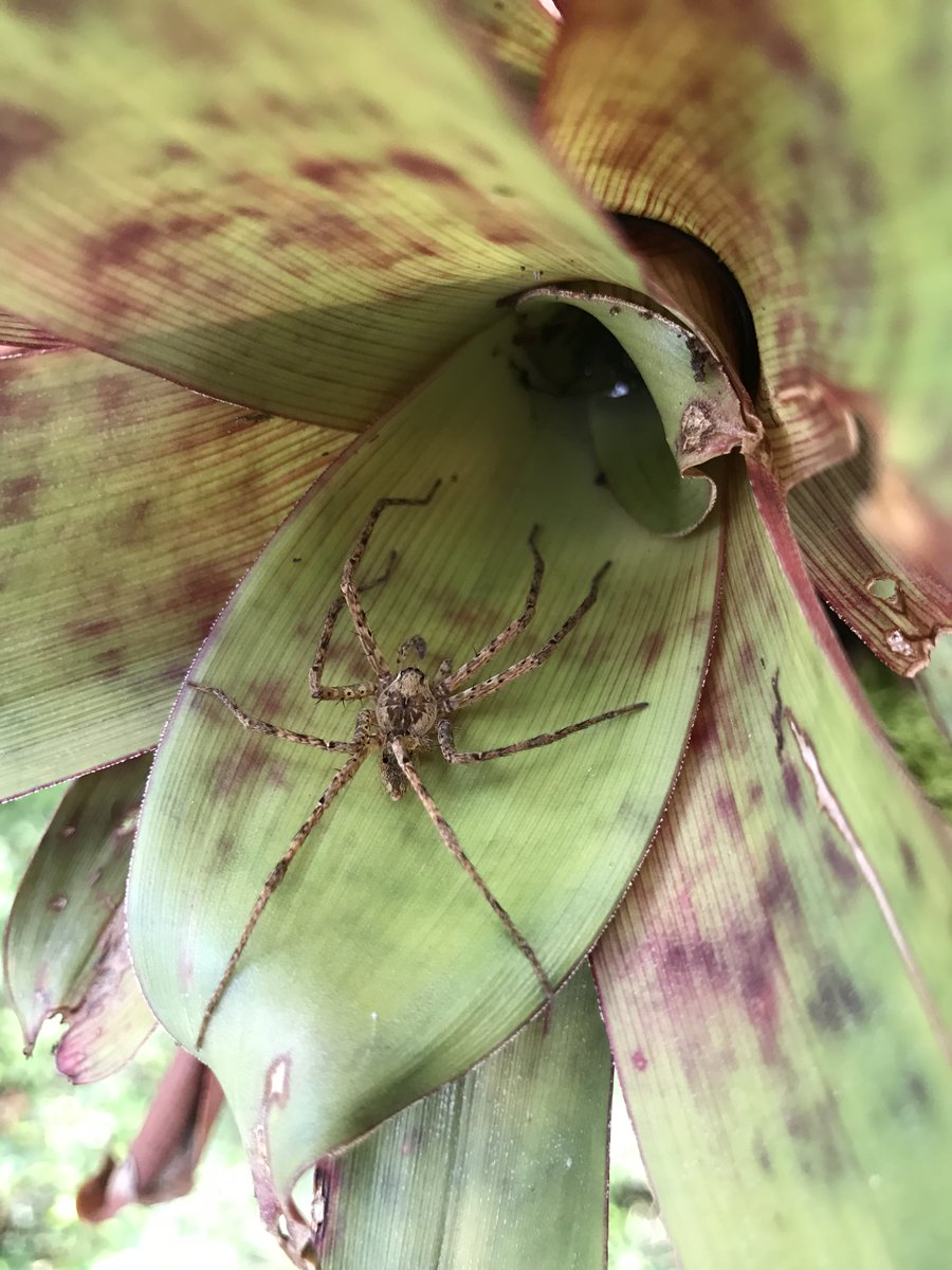 ESA Vegetation Section (@esavegetation) on Twitter photo We also want to give a shout out to our honorable mentions for the 2023 Robert P. McIntosh Award for their commendable papers as well!
Thanks for a great paper <a href="/MyShellSpicer/">Michelle Spicer, PhD (she/her)</a> !! Please read it here: sciencedirect.com/science/articl… We also want to give a shout out to our honorable mentions for the 2023 Robert P. McIntosh Award for their commendable papers as well!
Thanks for a great paper <a href="/MyShellSpicer/">Michelle Spicer, PhD (she/her)</a> !! Please read it here: sciencedirect.com/science/articl…