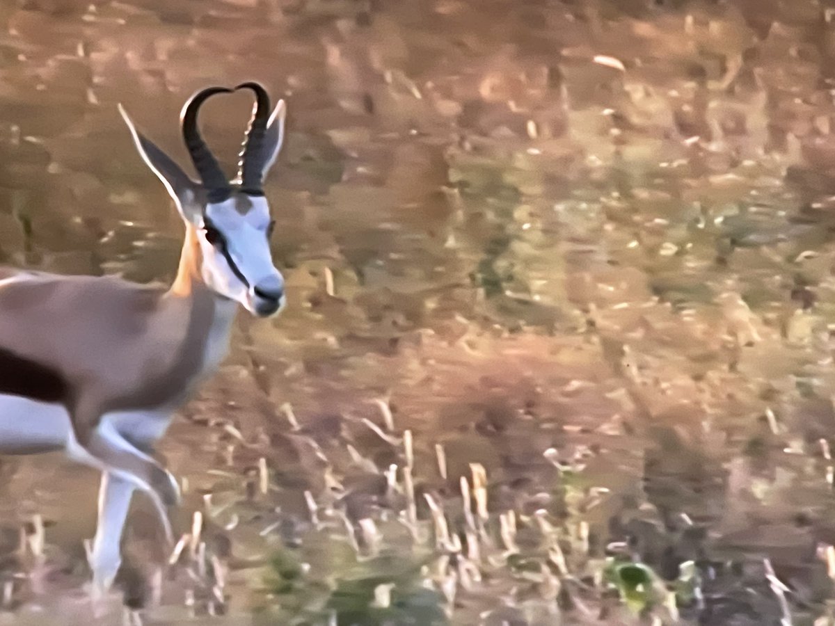 REVOLP's tweet image. #Springbuck