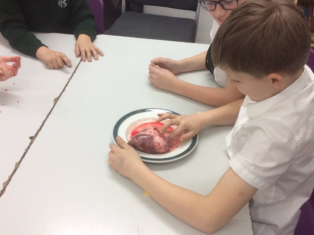 HallgatePri's tweet photo. Year 5/6 found out even more about the heart this afternoon, by dissecting a lambs heart πβ€οΈ #HPSScience #activelearning https://t.co/yaQqxaSrOp