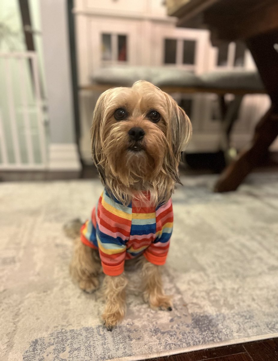 NinasWithCoco's tweet photo. @KosokoJackson Our little Caramella (@spirouc) is an Elegant Lady, although her Baby comes out now and then, are her Lovable Gremlin isn’t too far behind… https://t.co/tDD61DLM2y