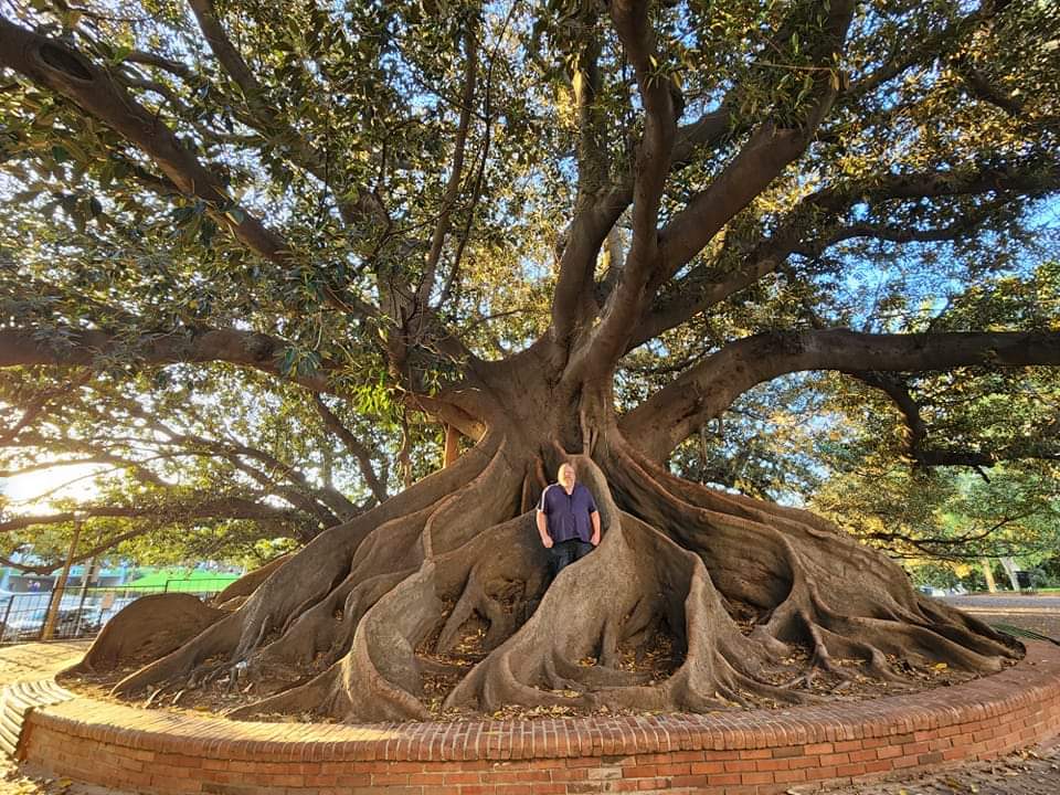 KrishnaveniKes2's tweet image. Amaging Nature , How creative work of creator.🤩😍#Nature #hugetrees #earth