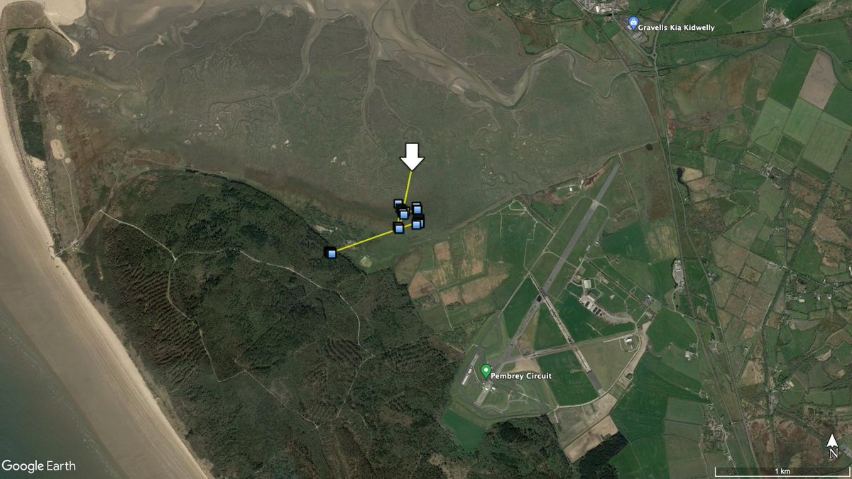 EagleReintroductionWales tweet media