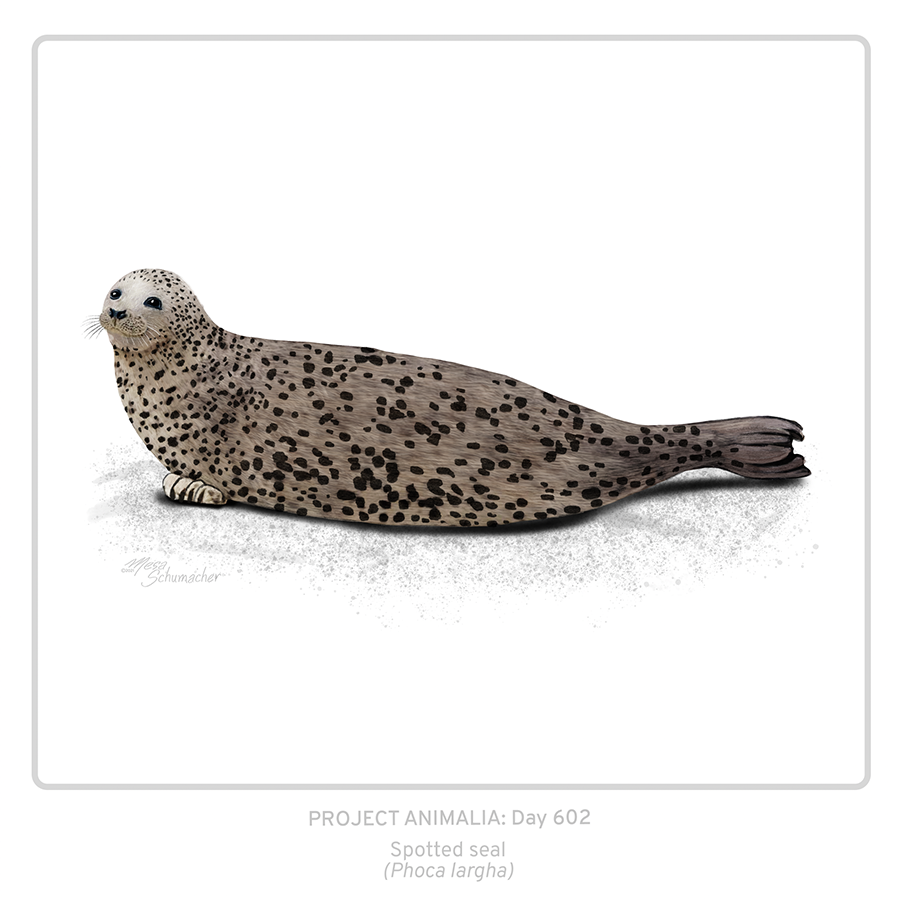 Shy, arctic iceburg-riding cousin of the harbor seal. 

Project Animalia 602
Spotted seal (Phoca largha)

#animalart #wildlifeart #sciart #medart #illustration #dailyart  #sketchbook #seal #marinemammal