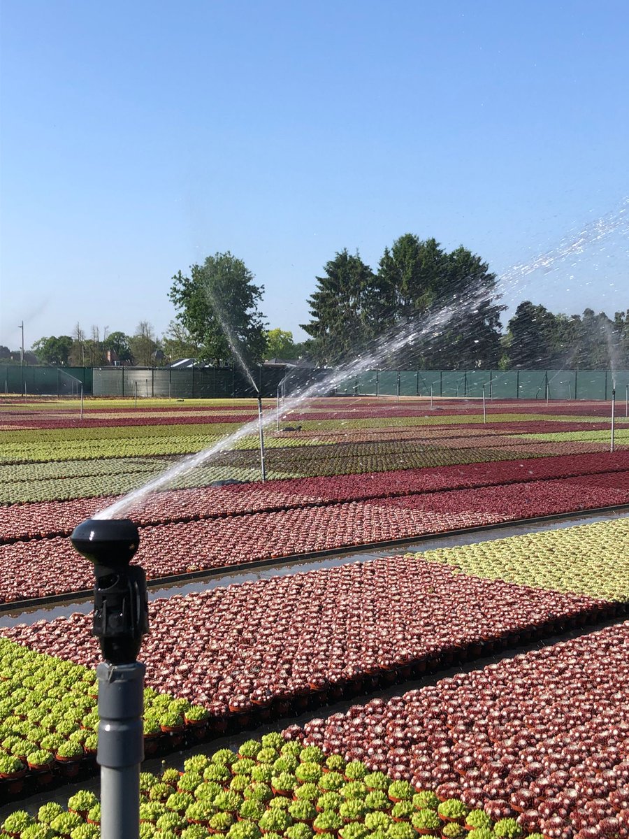 Laten we zuinig omspringen, met deze belangrijke 💦 bouwsteen van alle leven op deze planeet. Elke druppel telt, ook op onze kwekerij. Al het water wordt opgevangen en hergebruikt. #worldwaterday #wereldwaterdag #worlwaterday2023 #waterislife💧