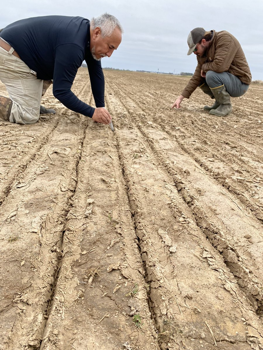 JHardke's tweet photo. First DD50 planting date in the ground today (3/22) at RREC Stuttgart. 21 varieties and hybrids included.
Hopefully NERREC Harrisburg will dry enough by tomorrow to get that one in ahead of the next rain.
#ARrice 
#RiceCheckoffAtWork https://t.co/4urNvSbI8X