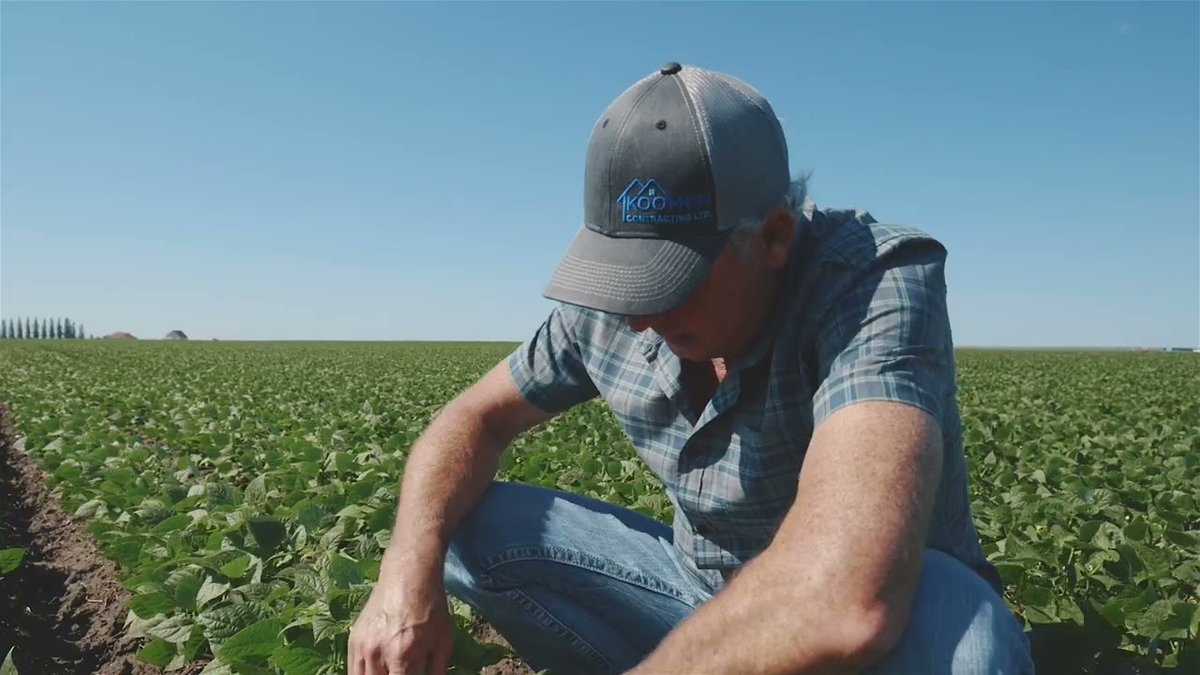 Canadian bean grower Casey Koomen talks about sustainability & more on his farm in southern Alberta in Episode 5 of The Story of Beans video ow.ly/cnv450NmQi8. @MbPulseGrowers @OntBeanGrowers #lovepulses #betterwithbeans