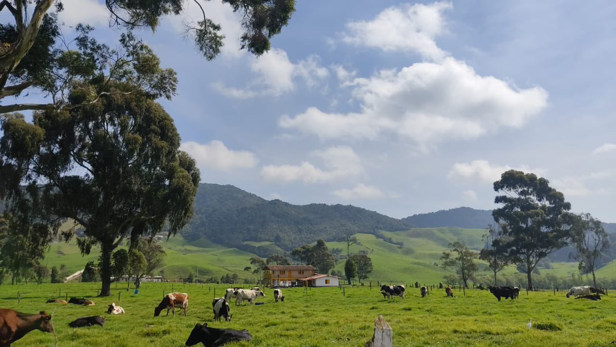 radiomuneraspm's tweet photo. Nos reporta un querido oyente desde San Pedro de los Milagros. Qué bello día! https://t.co/xw4Xo0gFnG
