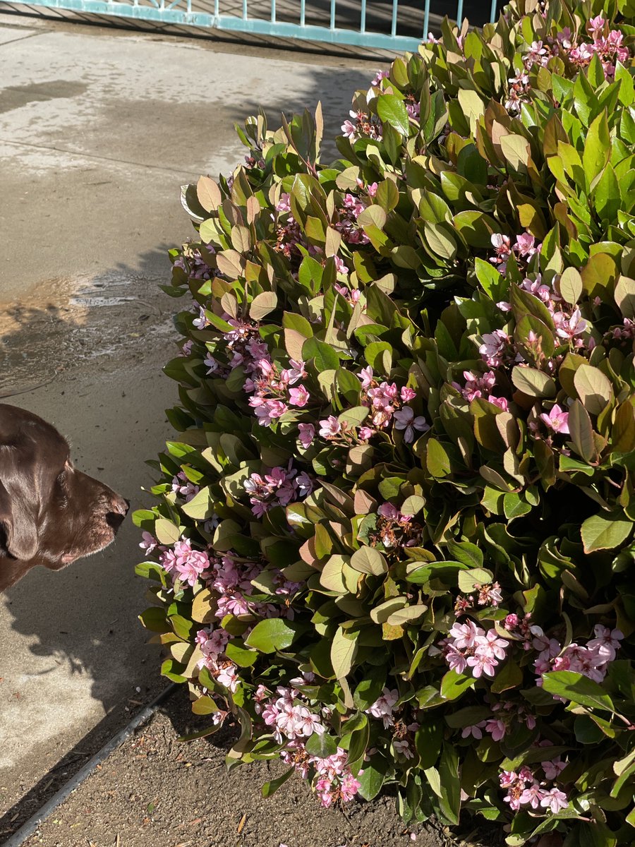 m0niqueelise's tweet photo. Always stop&amp; smell the flowers<33 https://t.co/SIa35WU26d
