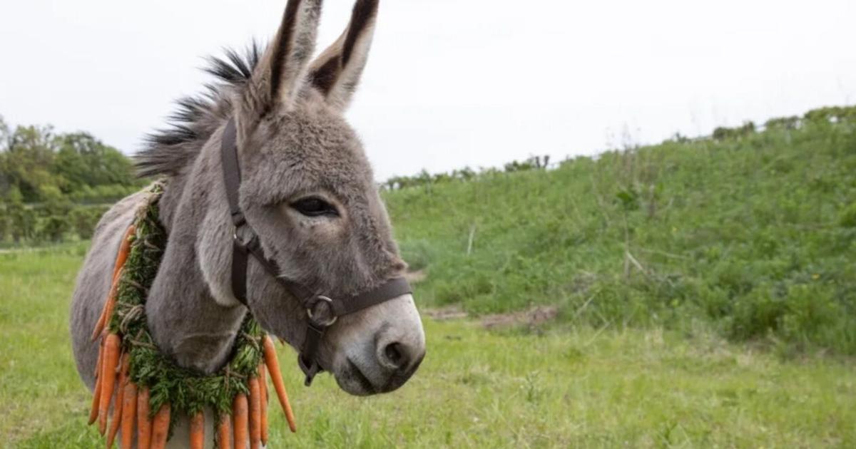AlanDayAuthor's tweet photo. Donkey's are making a name for themselves in Hollywood, but their history goes back centuries. In Arizona, we call them "burros." https://t.co/dW7VAEukrk #animals #Arizona #bansheesofinisherin https://t.co/6Dan3AVYSD