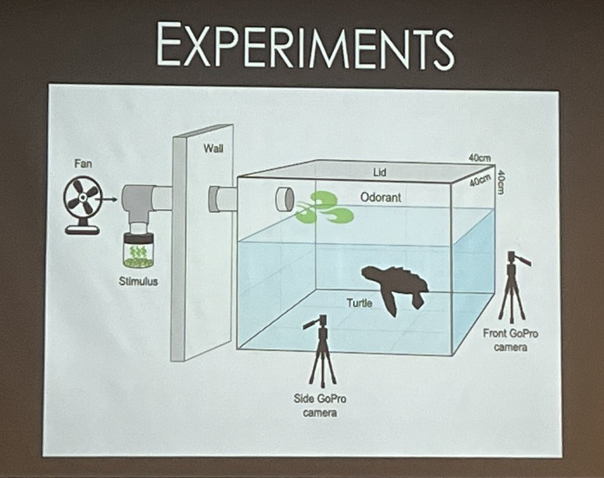 zedtweetz's tweet photo. Frightening data from by Joseph B. Pfaller. Captive #seaturtles responded the same way to odors from biofouled #plastics as they did to odors from foods. Just another reason to REDUCE, reuse, and recycle #plastics. And to get them out of oceans. #ISTS41_Cartagena https://t.co/ceNesdvHiZ