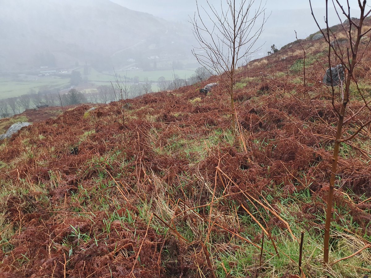 LuggalaNH's tweet photo. New native woodland planting of 7 ha to connect old woodland on the estate begins Friday; Scots Pine, Sessile Oak, Downy Birch, Hazel &amp; Blackthorn. #NationalTreeweek.  Fencing is in place, it is necessary to exclude deer.  If you see damage to the fence let us know. https://t.co/MmzBkRpYD4