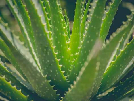 144Health's tweet photo. If you’re drawn to #enemas and #colonics, make aloe vera a part of your life—consuming it offers a colon #cleanse all on its own. #Aloe is wonderful for relieving constipation. https://t.co/OR5s05it40