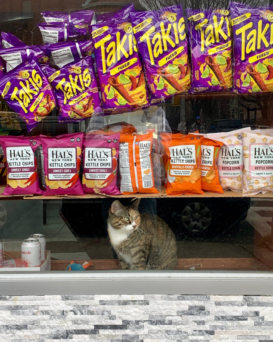 Bodegacats_'s tweet photo. https://t.co/nB2ju4fGmq