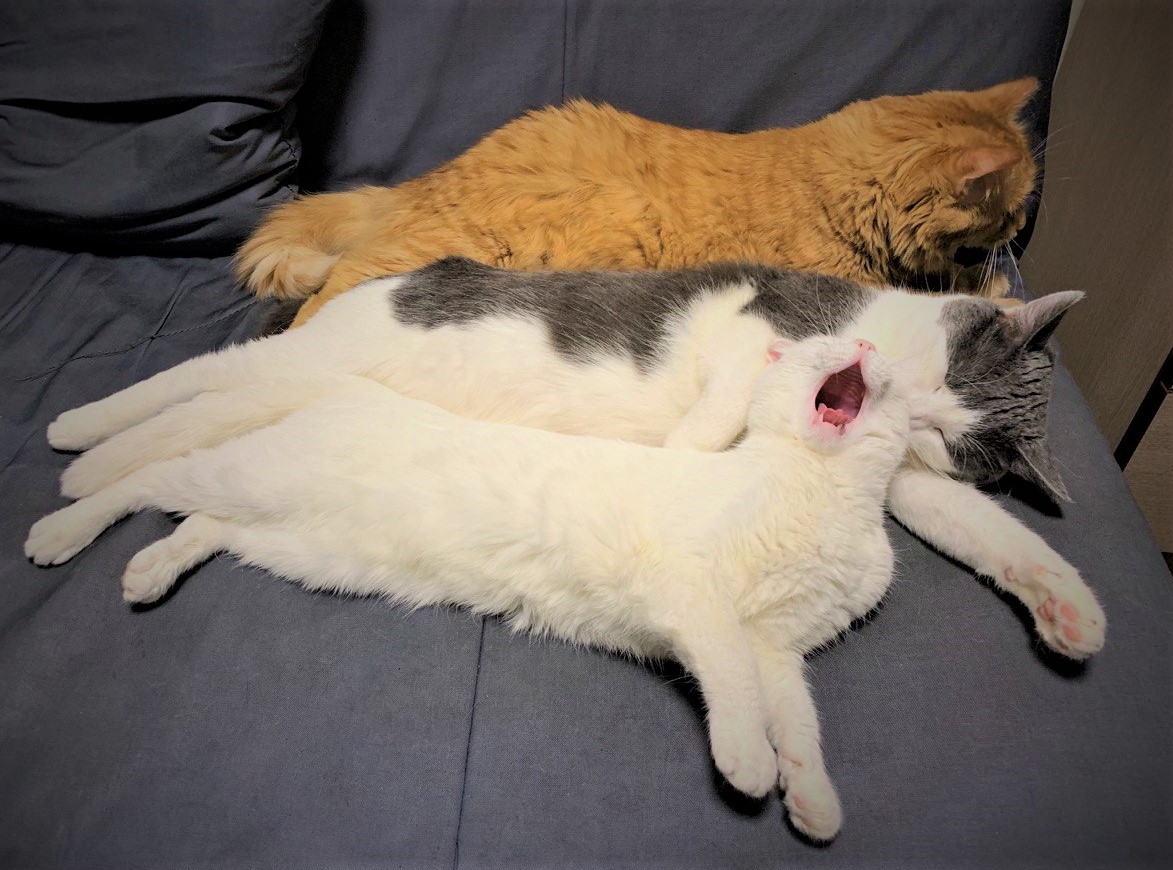 ksu_moo's tweet photo. My cats say hello to SEI community😸
@SeiNetwork
Используйте #seiCAT #sei #seilors #seinami #seiyes #seilorgang #IBCseilors #cosmos #DeFi #blockchain #web3 #crypto #inu #puppies #seidog https://t.co/ozyjGb23sp