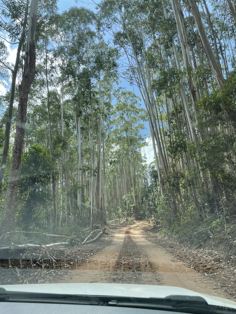 SinclairFab's tweet photo. Nothing better than observing, learning discussing sustainable forest management on the ground. This morning in the Fazenda das antas eucalyptus plantation.
Thank you Suzano. #suzano https://t.co/2h9H48icFt