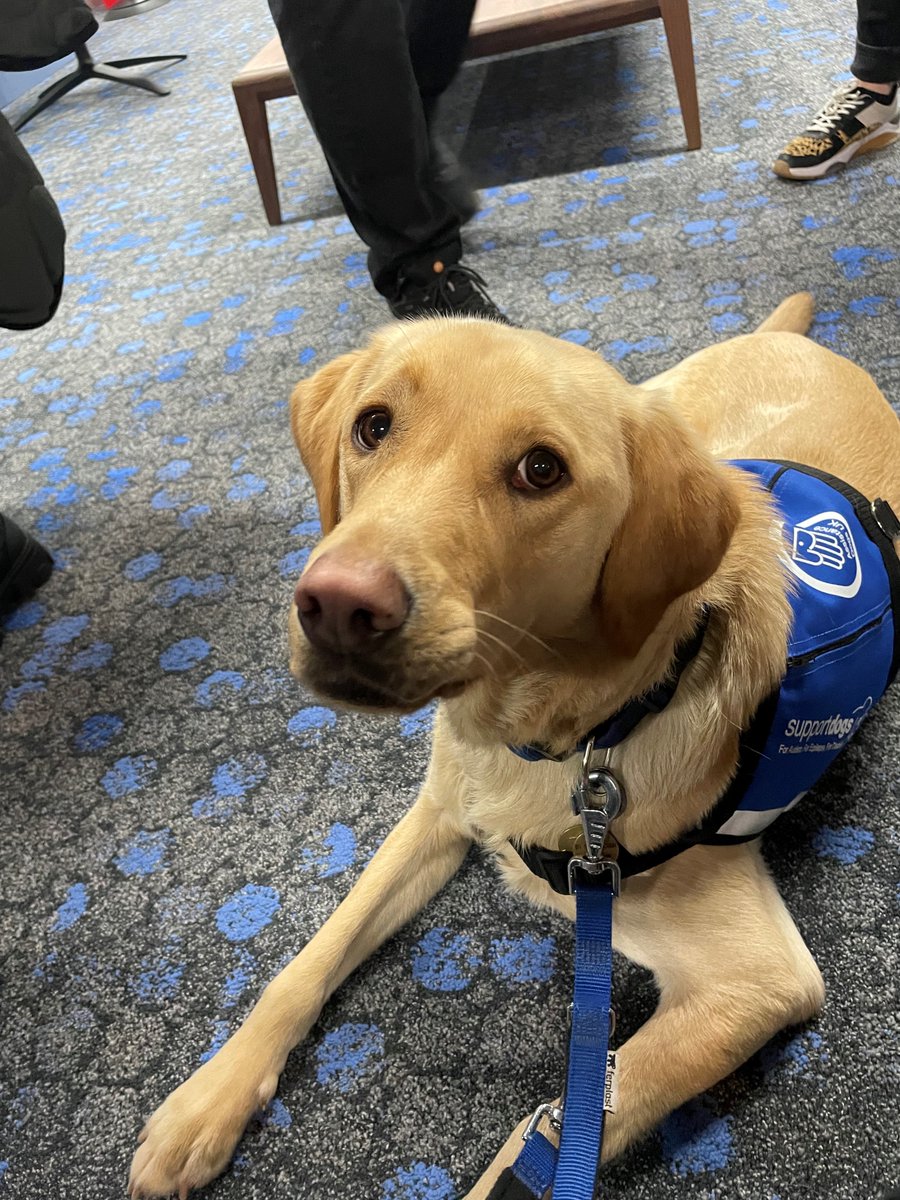 ELRltd's tweet photo. Some of our team at our Banner Cross office popped to say hello to the @supportdogsuk  team over at @TaylorEmmet's new office today for 'Dog and Donut' Day😄

How cute are Biscuit and Raffa?😍

https://t.co/pxKLHC7wDD

#ELR #supportdogs https://t.co/tRGQEJb5Qw