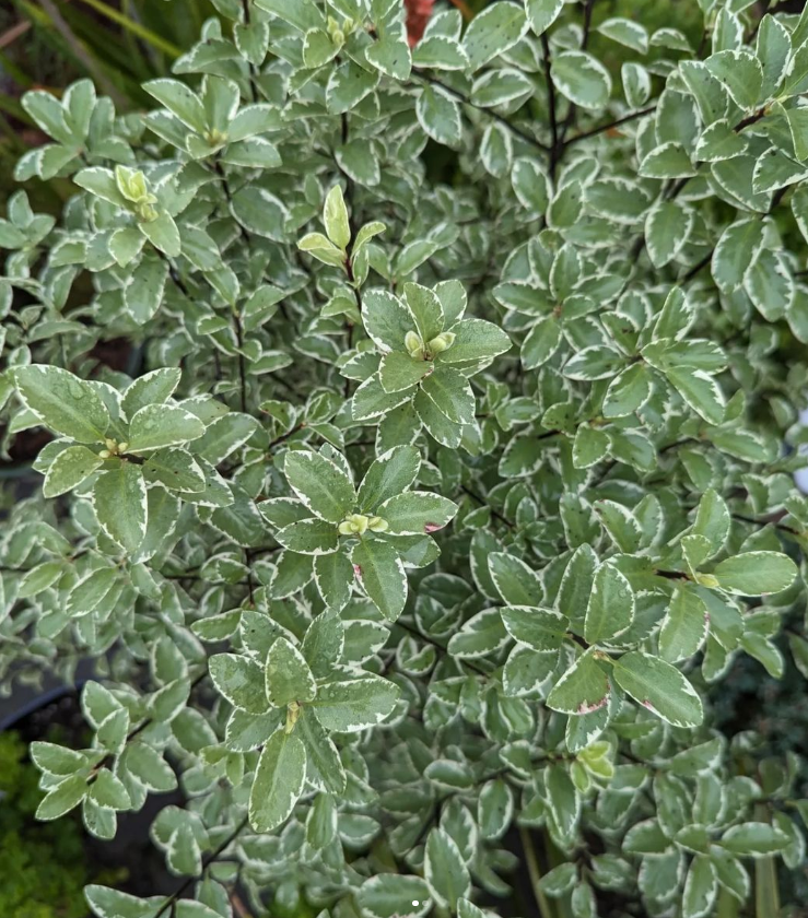 These March showers 🌧️ are bringing in all the beautiful flowers 🌼 (&amp; plants🌱) at @westerngardennursery

*Western Garden Nursery accepts Gift Pleasanton eGift cards! Visit inPleasanton.com to purchase yours today.
-
#supportlocal #spendlocal #giftpleasanton #pleasantonca