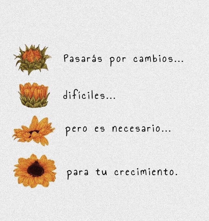 iPrincipito's tweet photo. 🌻 https://t.co/QpBQaUsXGA