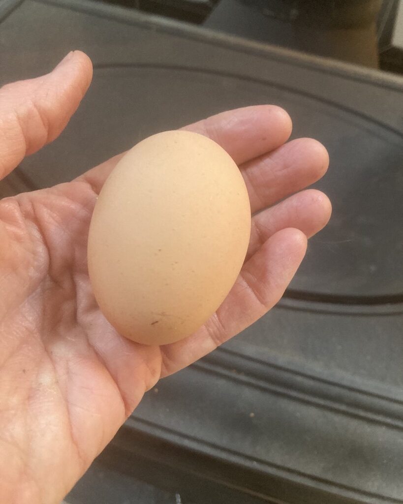 Nothing better than a nice warm egg early in the morning.