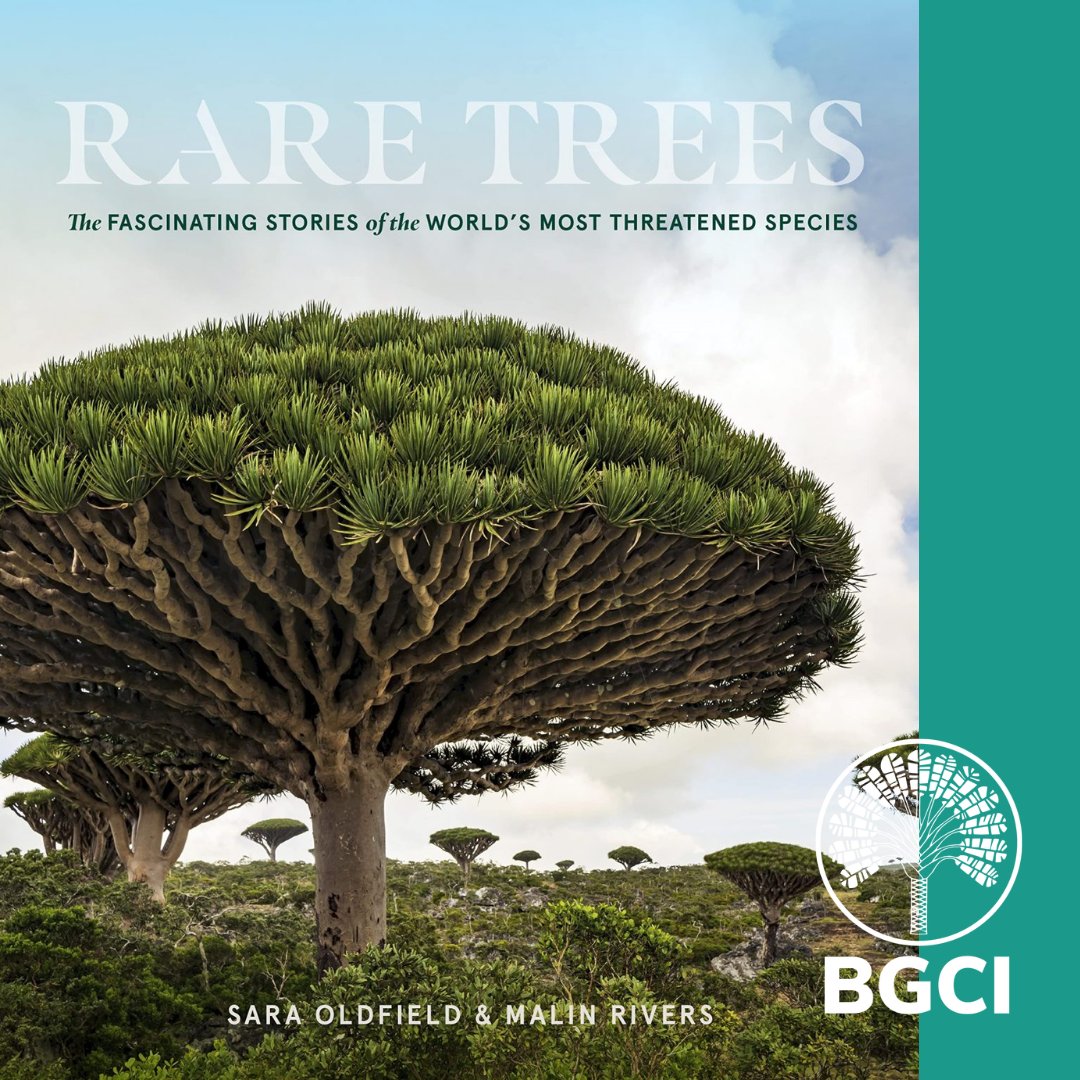 bgci's tweet image. Discover the beauty - and importance - of the world&apos;s most threatened tree species. Filled with more than 300 colour photographs, Rare Trees is a journey of the world&apos;s most threatened trees. 

ow.ly/4rlB50NjUOu

#TreeConservation #TreeStories #BookRecommendations