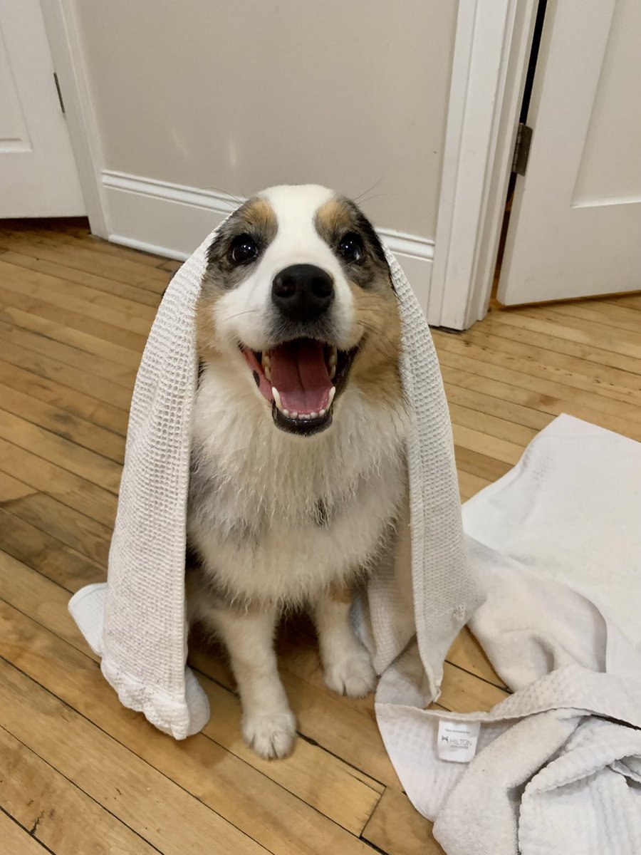 Sarah Bach tweet media