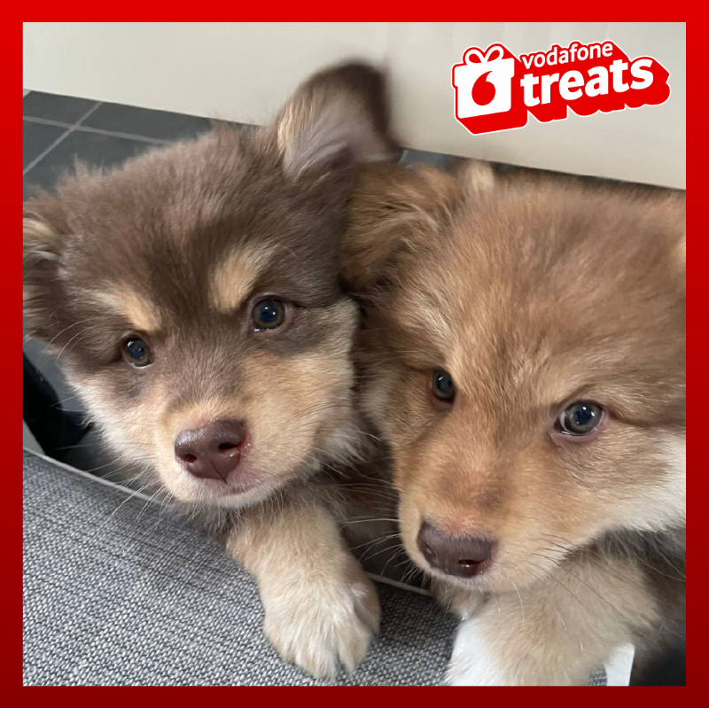 Vodafone UK tweet media