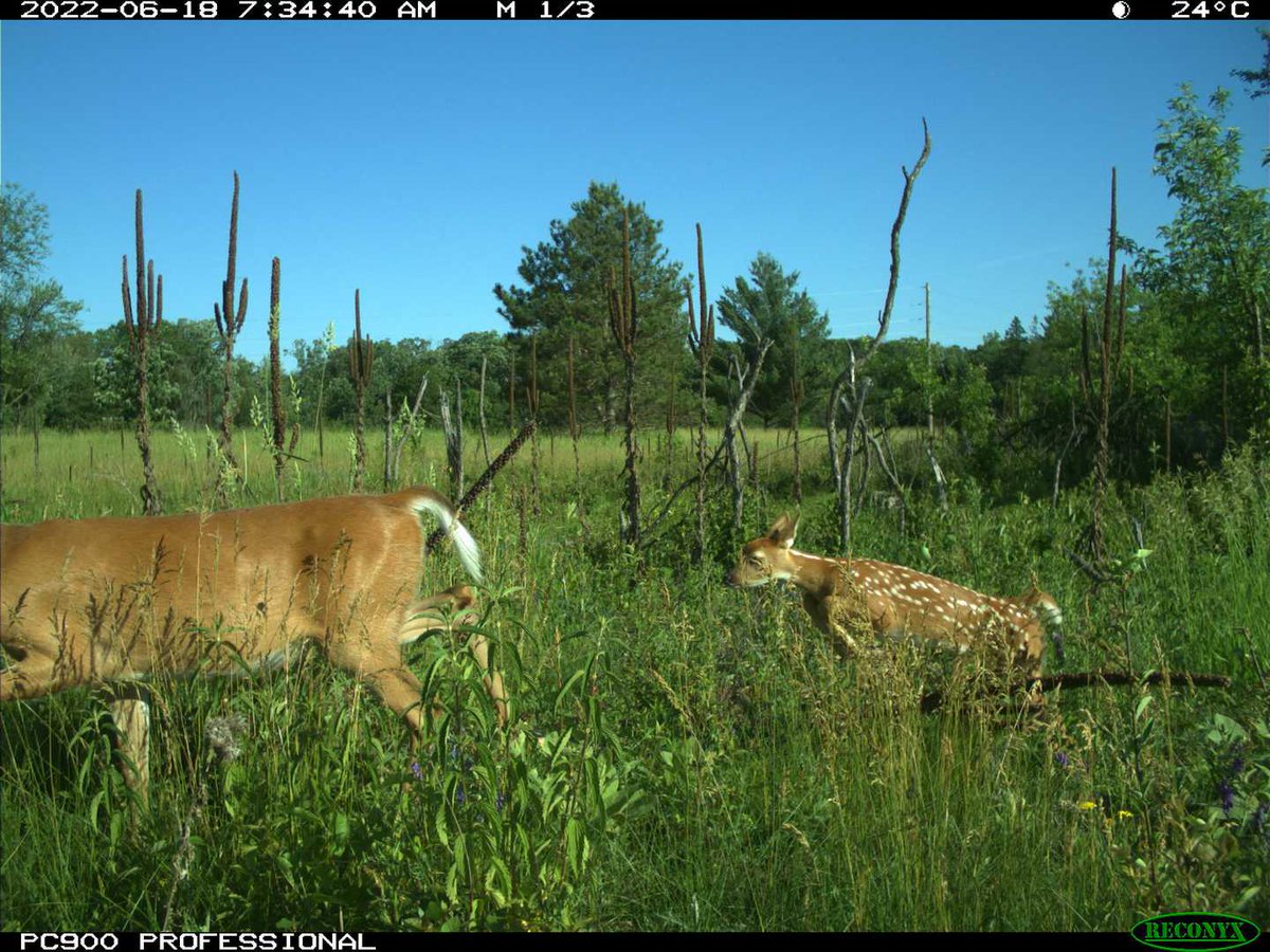 Eyes On The Wild Pictures (@eyesonwild_pics) on Twitter photo 