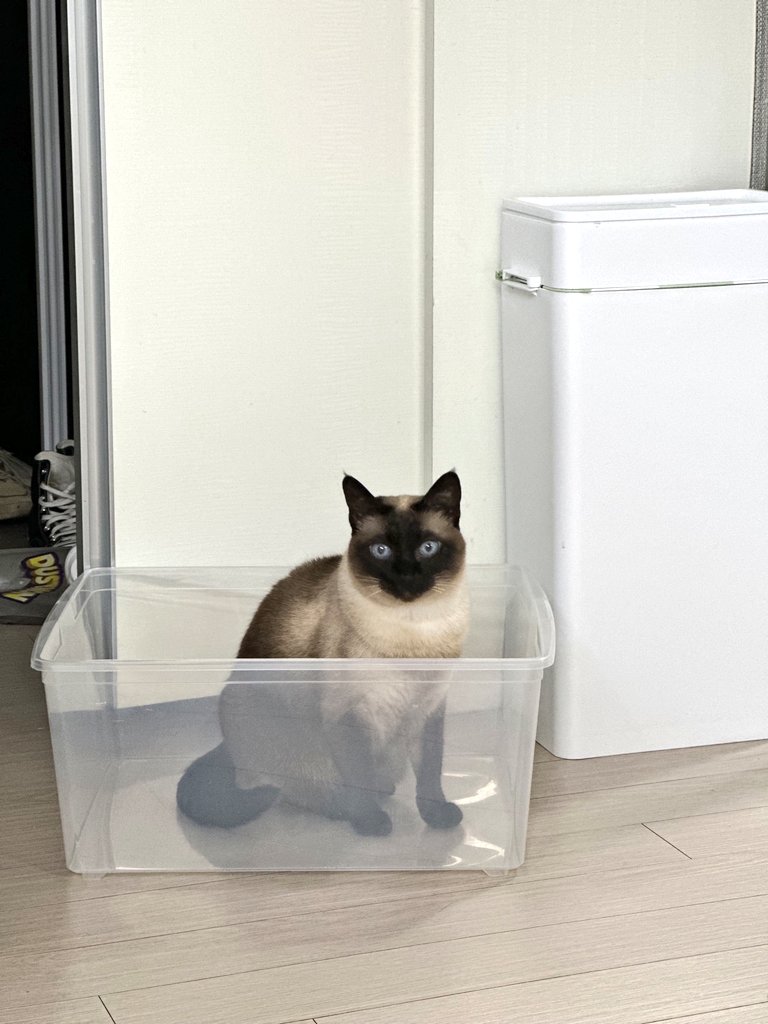 catS2FF's tweet photo. 그치 그것도 박스긴 하지 https://t.co/bUpJRkMYue