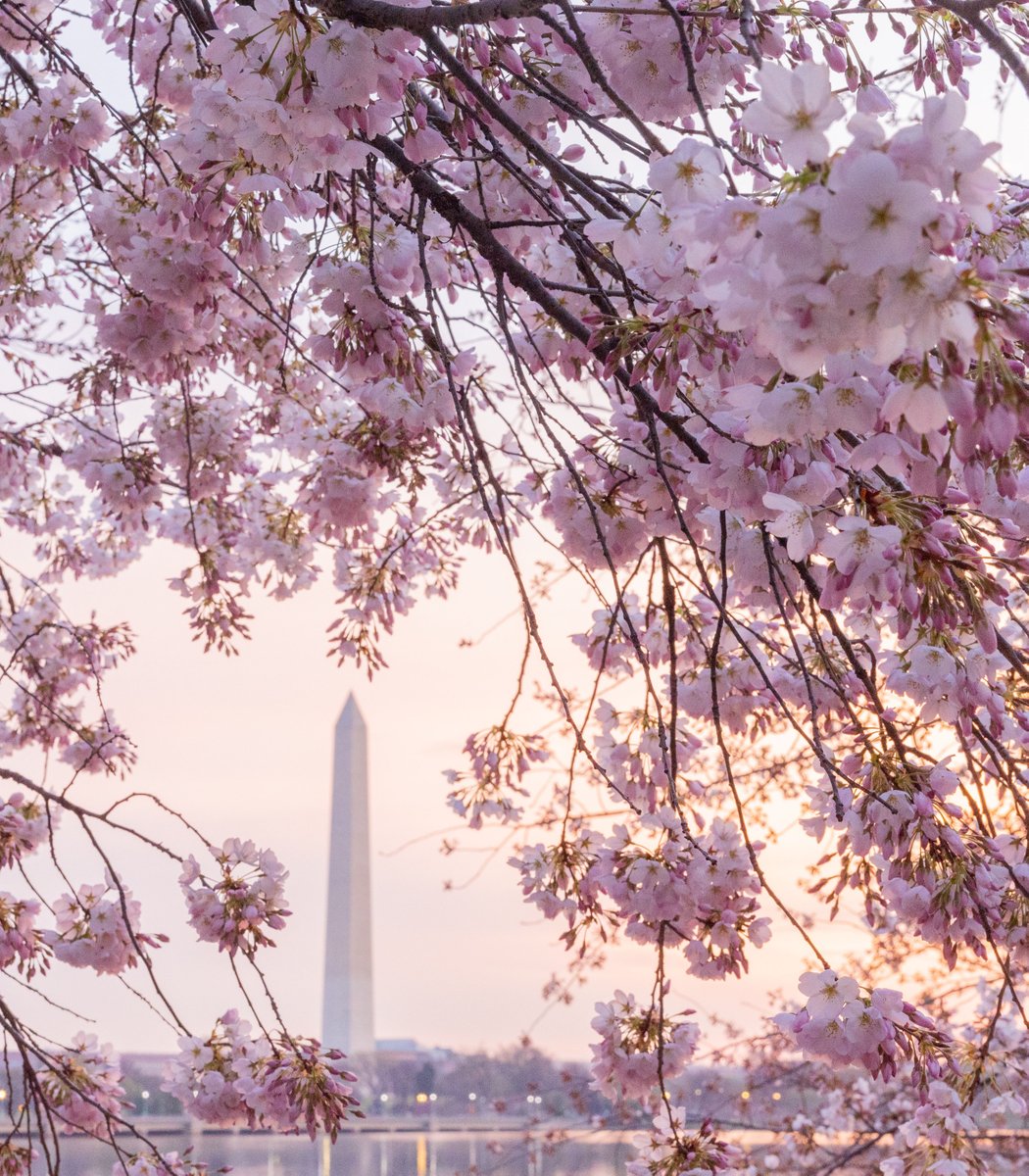 today's forecast: 100 percent chance of cherry blossoms 🌸