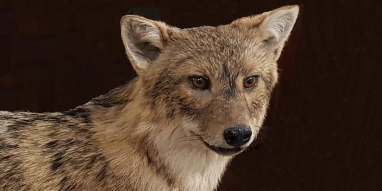 CON UN PIEDE NEL PASSATO... E LO SGUARDO NEL FUTURO | "Lo sciacallo dorato, una nuova presenza in pianura padana. Ecologia, riconoscimento e metodi di indagine in natura"
con Emanuele Fior

Giov 23 marzo, ore 21.00
#palazzodeimusei

musei.re.it/musei2021/2022…

#museicivicire