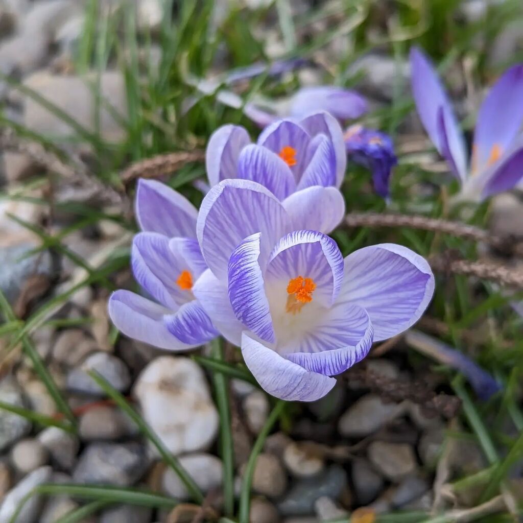 BaslerMeitli's tweet photo. Ich habe heute das schöne Wetter genossen, lecker und frisch gegessen und verbrachte etwas Zeit offline. 

#enjoythemoment #enjoythesun #teamspring #teamblüemli #achtsamkeitimalltag #mentalhealthmatters #amwegrandgefunden #chihuahuasofinstagram #omelette… https://t.co/GT6WNdkhhN https://t.co/JqaaQQn81G