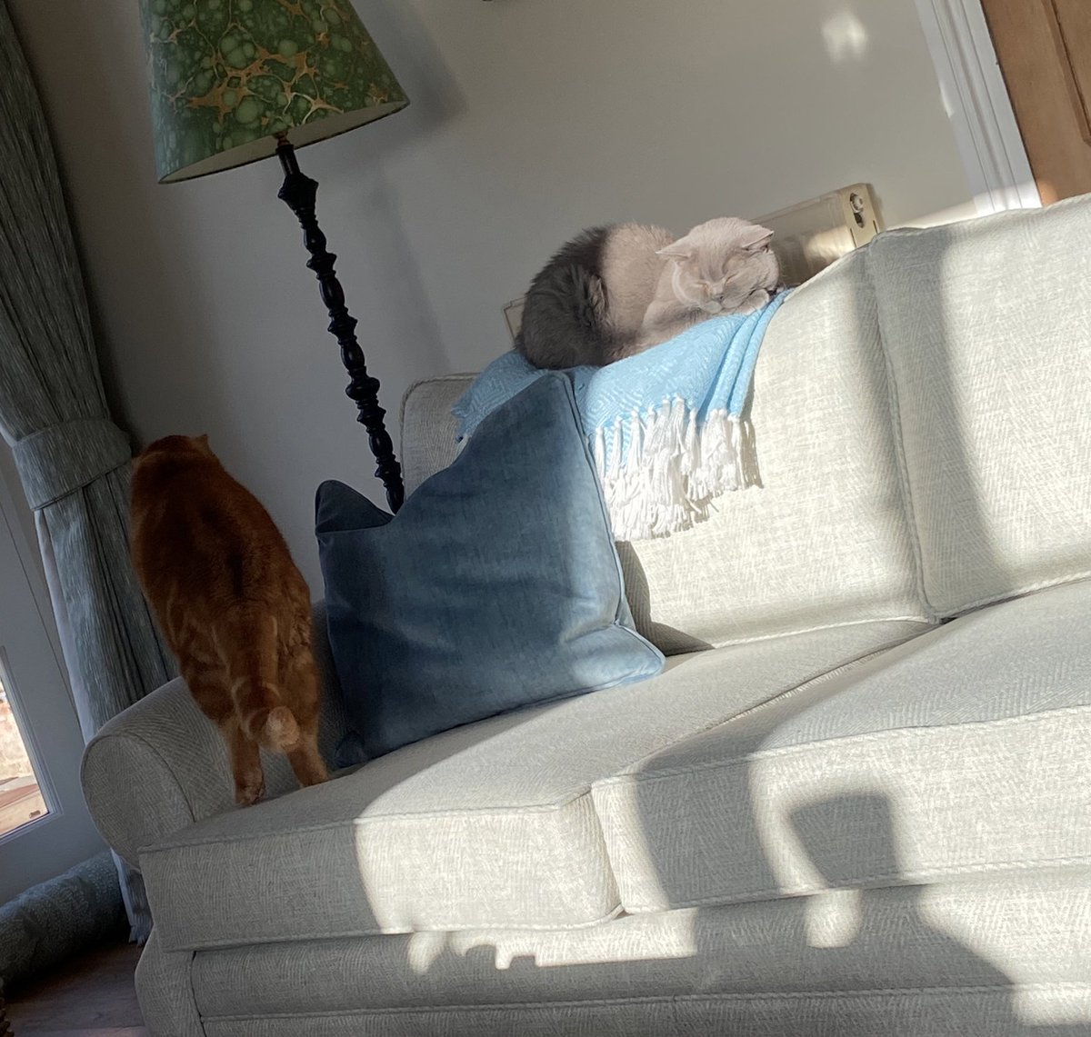 I’m sure I can squeeze in up here next to Blake 😼