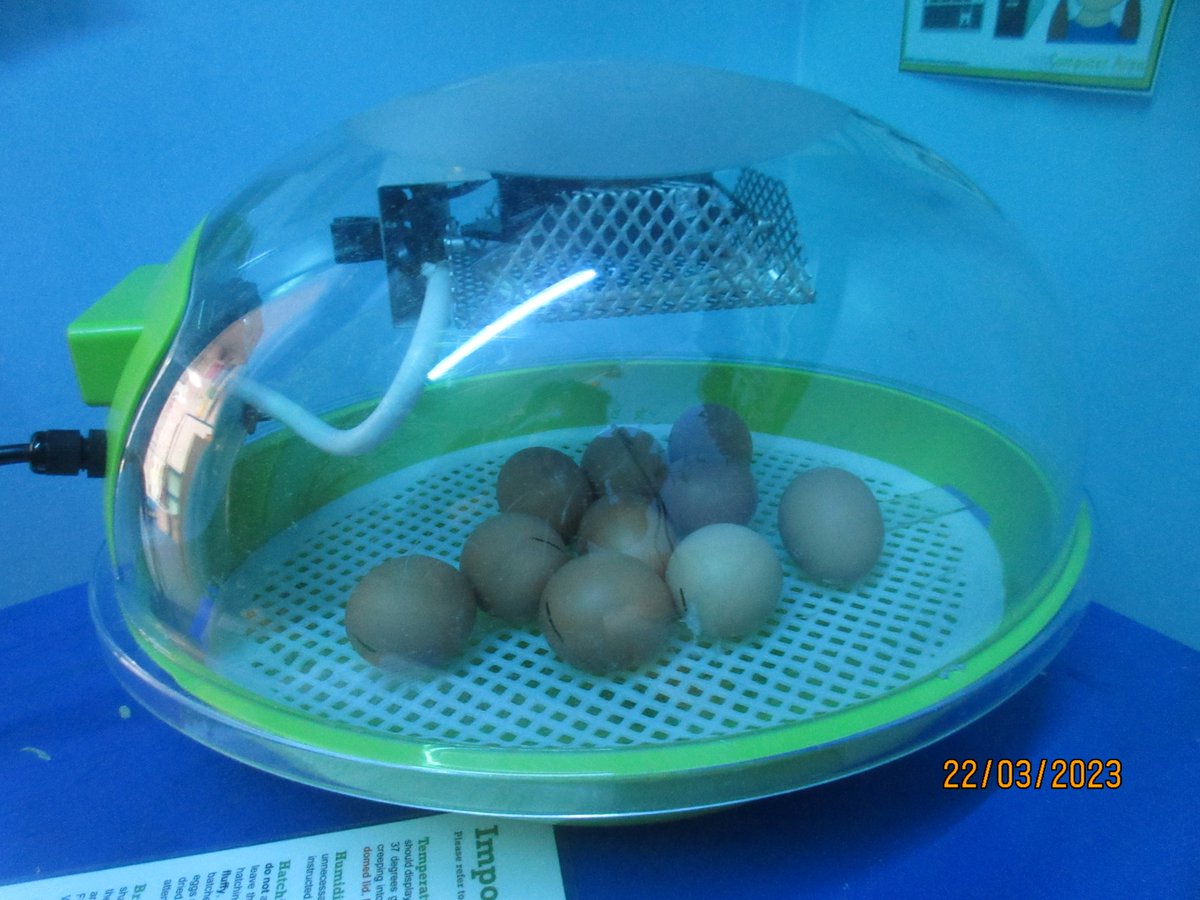 This week Robins had some chicks delivered to the classroom! We have been learning about the life cycle of a hen. They should start to hatch on Thursday! :)