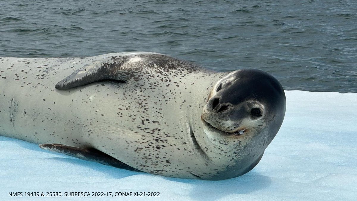 NSF's tweet photo. Happy #InternationalDayoftheSeal! 🦭 We’re here to #takeoverNSF to share our research on one of the hardest to study top predators on Earth - leopard seals!
Ask questions! We’re here to answer! #GlobaLeps
📷: @EmilySperou https://t.co/25rrgEgn7d