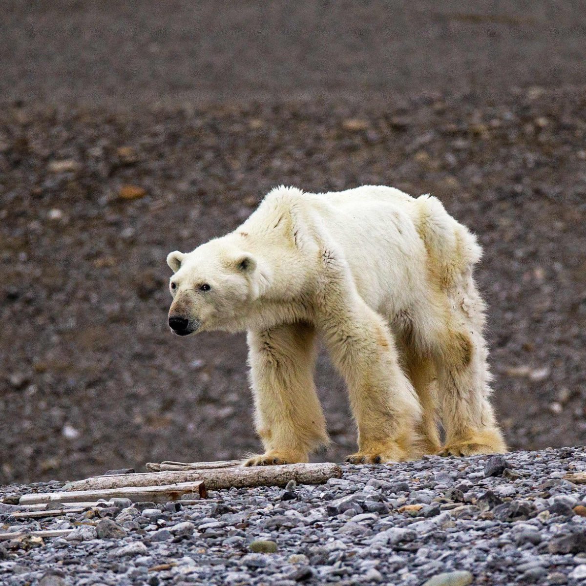 We look forward to seeing many of you #online at the opening lecture of our new "Geographies of Russia" series by Alexander Chernokulsky “Climate Change in Russia” on Friday, 24 March from 18:00 to 20:00.  Find out more and register here: camruss.com/en/events/geog…