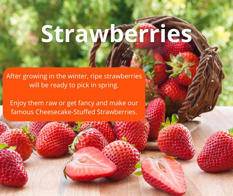 Did you know that purple broccoli exists? It’s one of the many #vegetables that grows best during #spring. Swipe to discover more fruits and veggies that are in season! 🥗🥦🍓

Find more spring #recipe inspo at the #Cozymeal magazine: cozymeal.com/magazine/sprin…