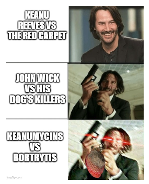 Couldn't resist because I used to work with Bortrytis fungus in my past research and have always been a huge Keanu fan #meme #nerdjokes #dadjoke