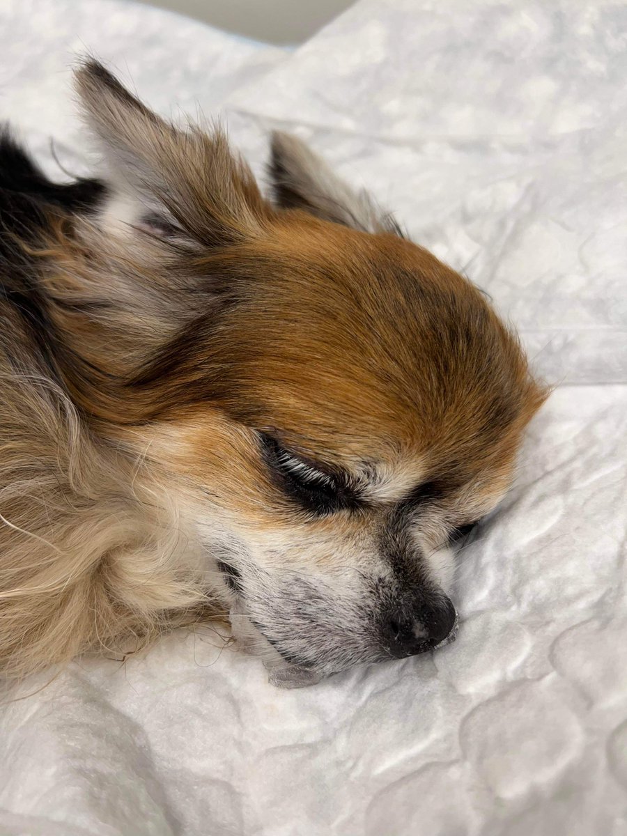 bjornmgray's tweet photo. If only we could turn back time 12 years so we could have you Thor our beloved dog for new 12 years, you past away Sunday 19 March 2023 in the morning and we miss you very much, thank you for being part of our family and giving us a happy family, bye my sweet dog #dog #sad https://t.co/NC2rdmZnCl