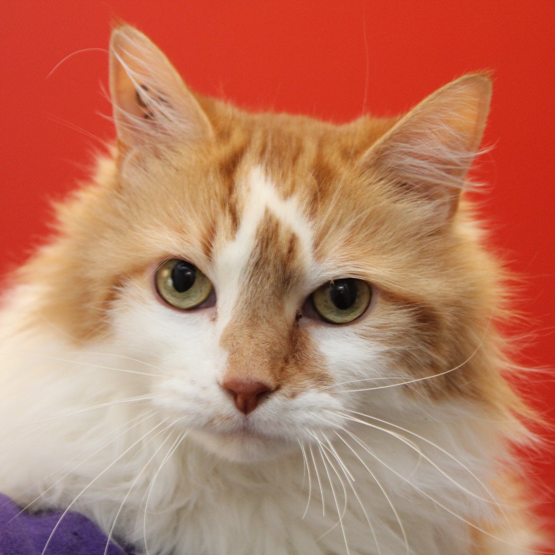 WinnipegHumane's tweet photo. Meet handsome Chester! 😻 This 8-year-old boy is a sweetie pie who thrives in a quiet space with his humans.  If you're looking for a darling senior kitty to welcome home, come visit Chester at 45 Hurst Way!  #AdoptDontshop https://t.co/76HDJlIJbs